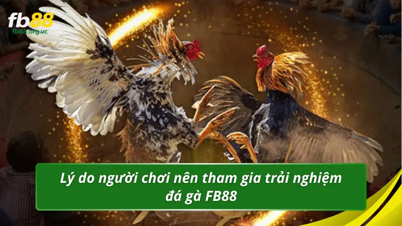 Lý do người chơi nên tham gia trải nghiệm đá gà FB88