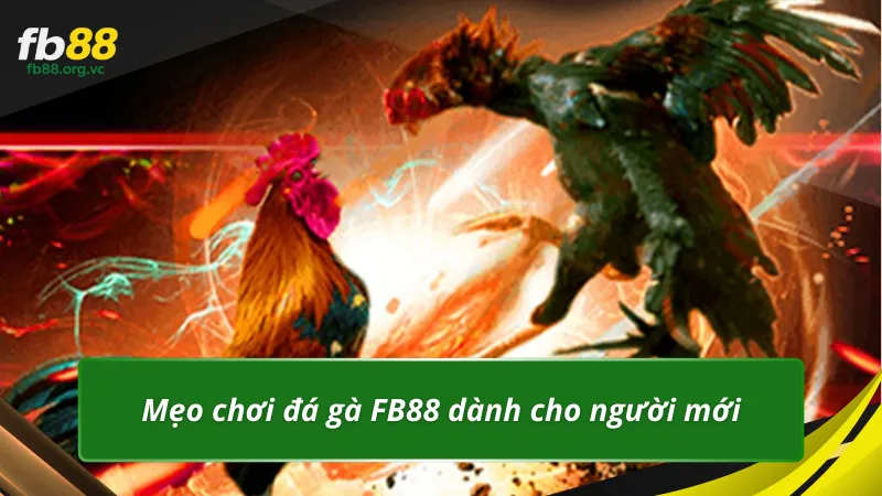 Mẹo chơi đá gà FB88 dành cho người mới